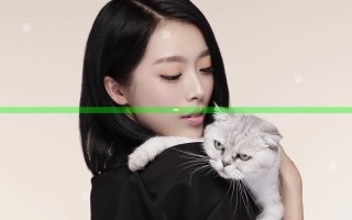 懒猫